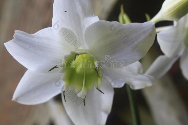 百合属植物取悦花