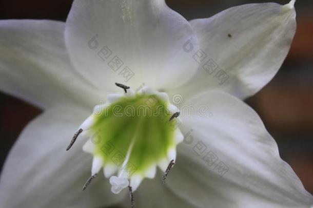 百合属植物取悦花