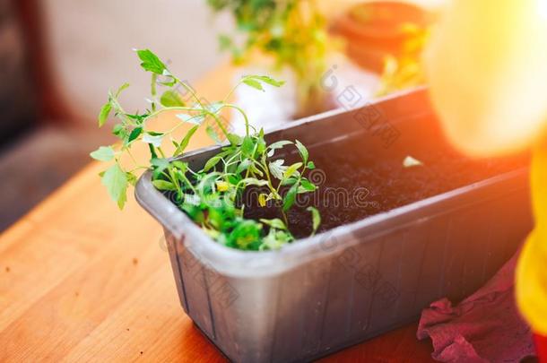 番茄刚出芽的幼苗生长的采用黑的塑料制品罐,运送Poland波兰