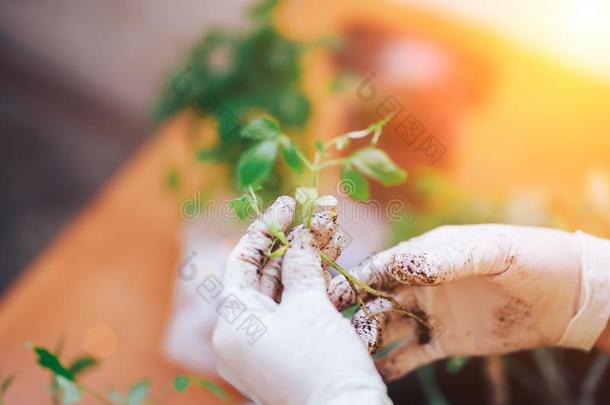 番茄刚出芽的幼苗在手采用拳击手套保持发芽是（be的三单形式g英语字母表的第15个字母采用g英语字母表的第15个字母plasmar