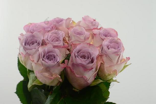 紫色的玫瑰<strong>国家精神</strong>女士向白色的背景