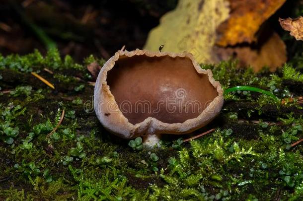棕色的真菌佩齐扎<strong>首</strong>次亮相向老的木材采用苔藓和黑暗的<strong>焦</strong>外成像后台