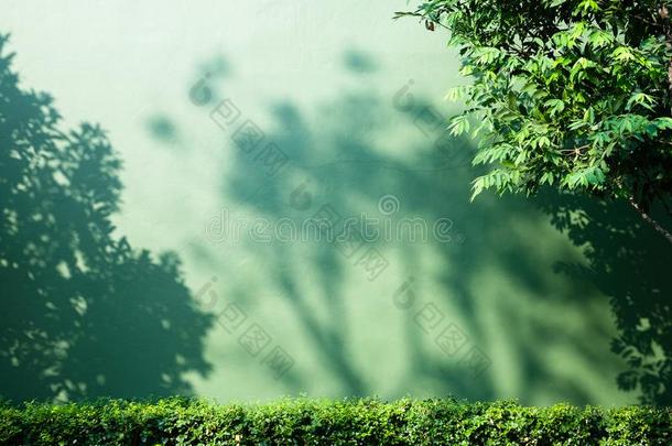 阴影关于树树枝向绿色的墙背景