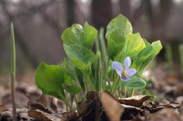 <strong>中提琴</strong>臭虫.微妙的紫色的春季花采用指已提到的人野生的森林