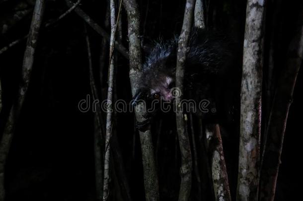 夜肖像关于田菁属马达加斯加人又叫做赞成票-赞成票狐猴