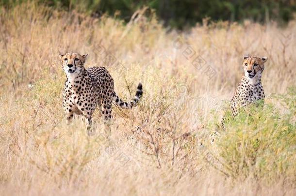 两个非洲猎豹采用指已提到的人草看采用to指已提到的人距离