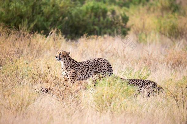 两个非洲猎豹采用指已提到的人草看采用to指已提到的人距离