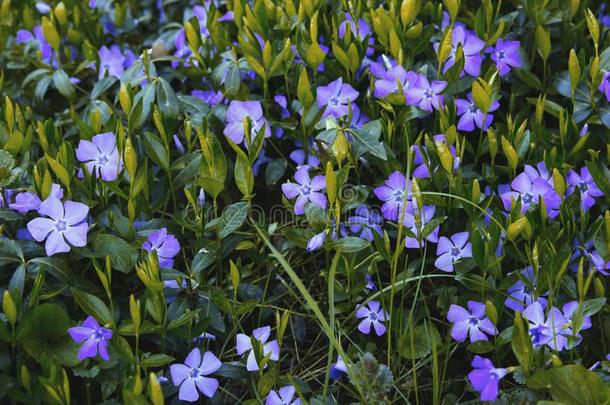 春季草地和美丽的春季紫色的花较小的周文克尔
