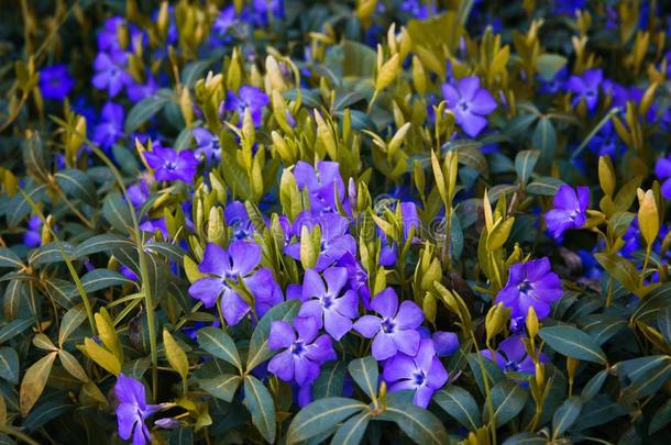 春季草地和美丽的春季紫色的花较小的周文克尔
