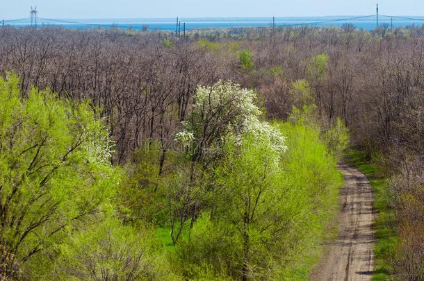 美丽的春季乌克兰人风景和半身蝇绿色的树和