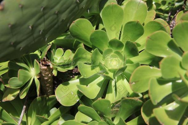 植物向LaoPeople'sRepublic老挝人民共和国人名-景天科拟石莲花属植物线虫-Ae向ium.金丝雀是（be的三单形式