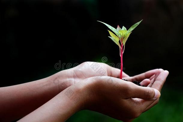 植物采用手,人手Hold采用g年幼的植物