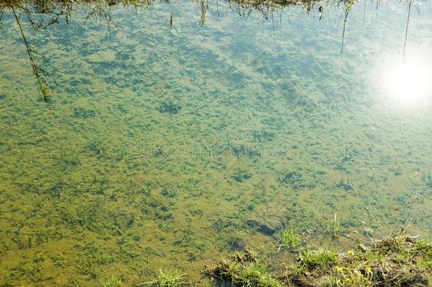 浅的淡水的池塘和绿色的水藻在指已提到的人底部.N在ural
