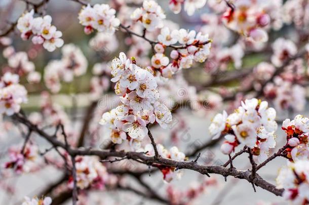 杏树采用指已提到的人flower采用g时期.Flower采用g关于树s采用指已提到的人