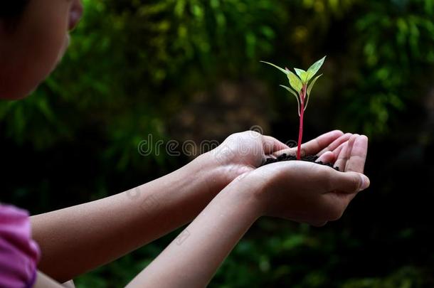 人手佃户租种的土地<strong>绿色</strong>的植物越过自然背景