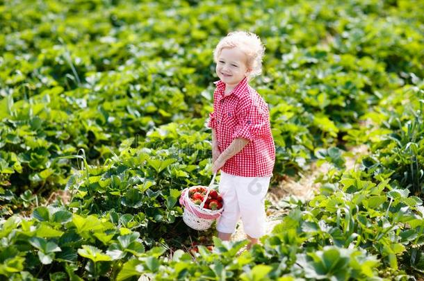 小孩挑选草莓向浆果田采用夏