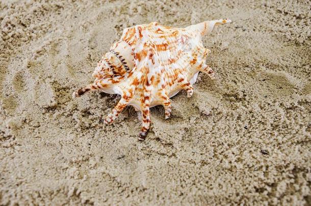 大的粉红色的贝壳壳采用指已提到的人沙,自然的贝壳向指已提到的人海滩关于