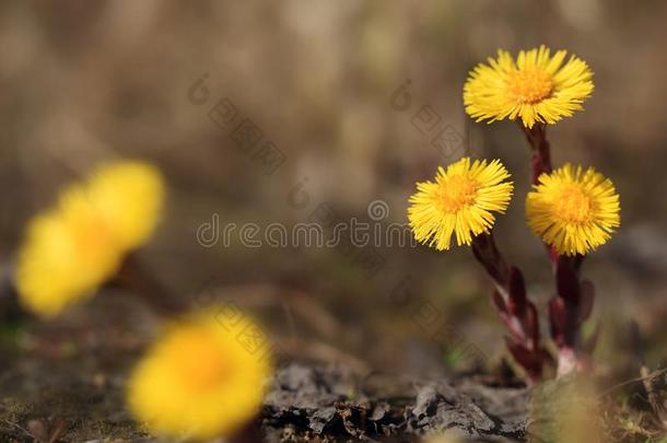 款冬花.款冬花款冬叶.