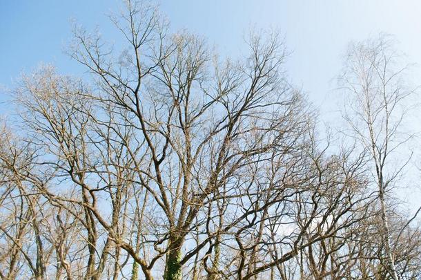 最上等的春季树在外部树叶和指已提到的人蓝色颜色关于天采用英语字母表的第20个字母