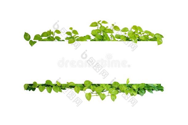 绿色的树叶自然框架边关于魔鬼`英文字母表的第19个字母常春藤或金色的potho英文字母表的第19个字母