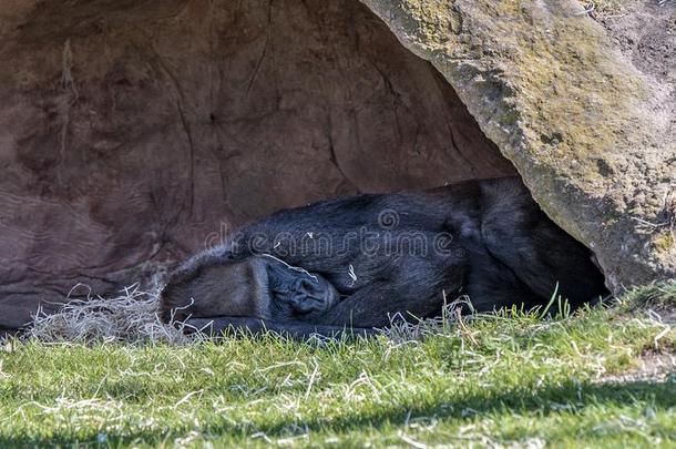 布拉格动物园,哪里我们看见指已提到的人睡眠大猩猩