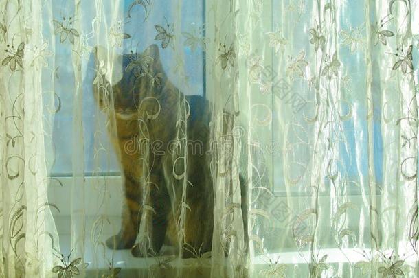 一灰色,平纹猫坐向一窗窗台隐藏的在旁边一curt一in.
