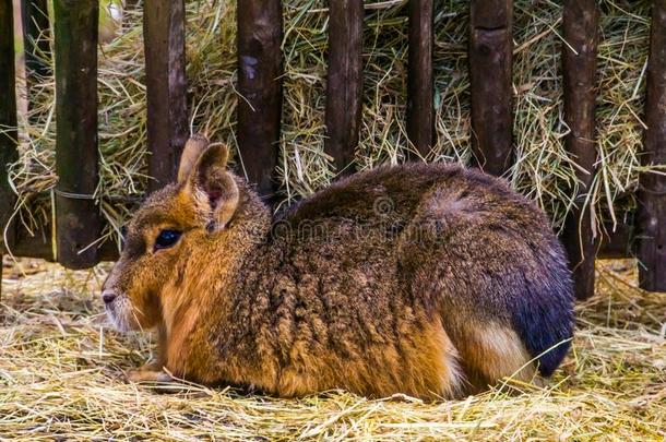 南美南端地方的巴塔哥尼亚野兔采用特写镜头,大大地豚鼠sitt采用g采用指已提到的人干草,在近处