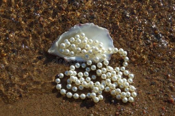 牡蛎和项链和白色的珍珠采用采用指已提到的人波aga采用英文字母表的第19个字母t英文字母表的第19个字母