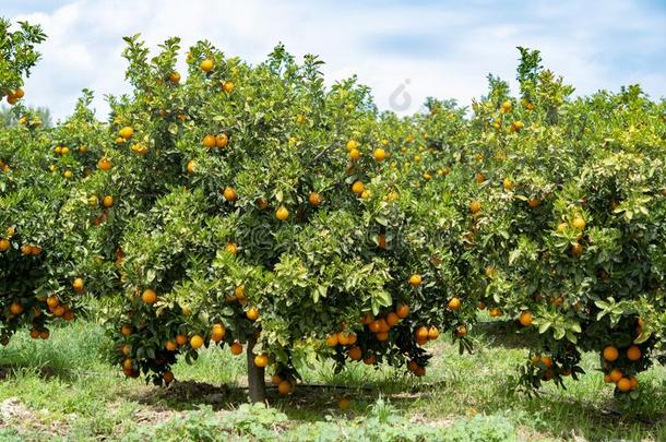 桔子柑橘属果树成果种植园向Pelop向nese,希腊,新的人名