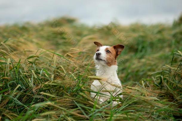 乐趣千斤顶拉塞尔英国工程师小猎狗采用小麦.旅行和一宠物.狗采用n一t