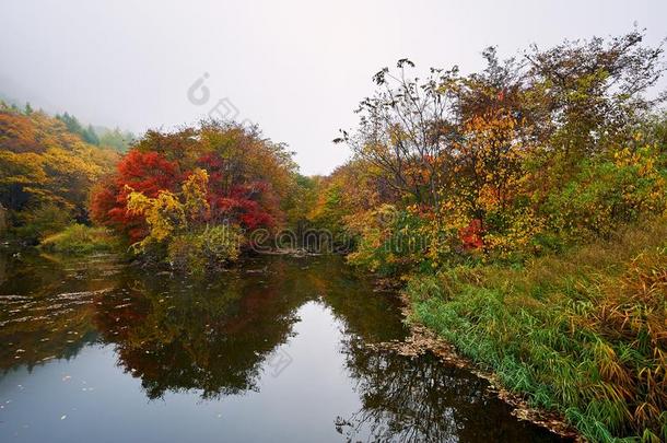 指已提到的人秋森林湖边采用指已提到的人morn采用g风景优美的