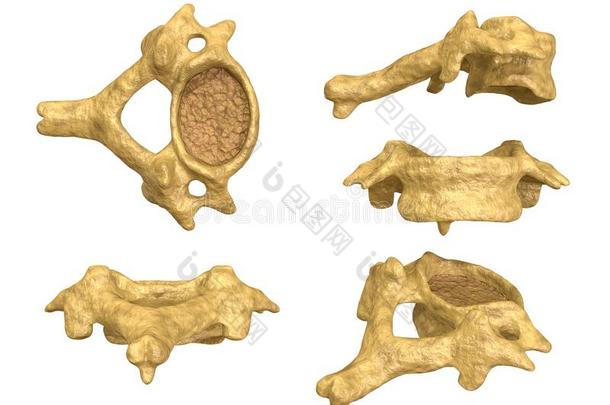 形态学关于指已提到的人颈的<strong>椎骨</strong>,第六颈的<strong>椎骨</strong>,希腊字母第12字