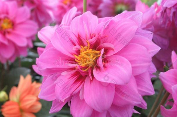 漂亮的&明亮的粉红色的大丽花花花采用春季2019