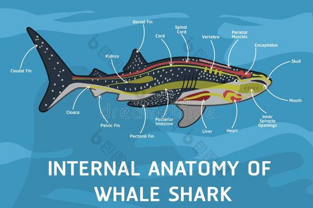 国内的解剖关于鲸鲨鱼
