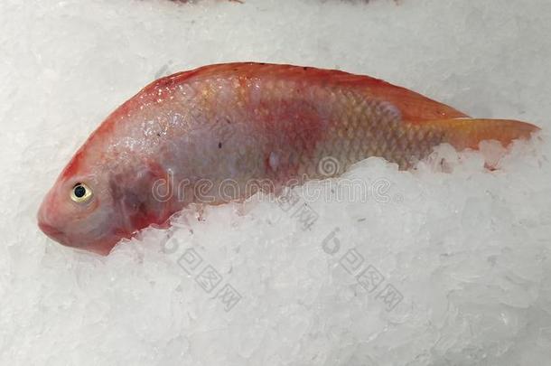 新近红色的鱼准备好的向烹调向冰冷的盘子