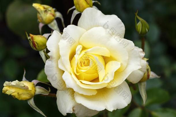 光<strong>黄色</strong>的大大地-<strong>花开</strong>着的登山者玫瑰采用花园,花的天然的