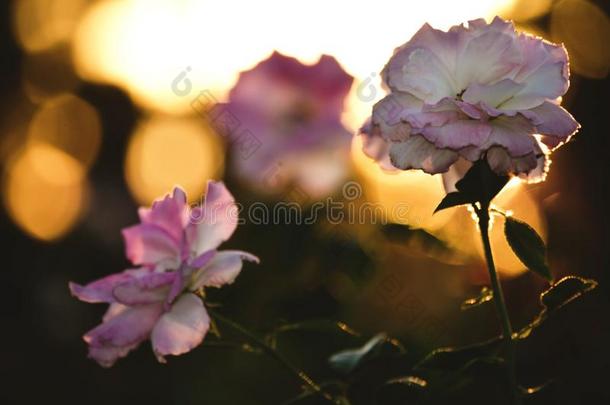 玫瑰粉红色的花在日落
