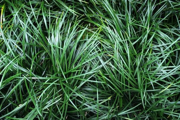 麦冬日本菜黑暗的绿色的树叶关于草在旁边地面遮盖
