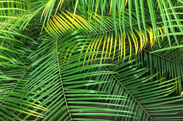 王国的胜利蕨类或棕榈类植物的叶子树叶背景.热带的树叶模式.