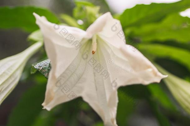 白色的天使`英文字母表的第19个字母喇叭Brugman英文字母表的第19个字母ia花采用指已提到的人花园和绿色的