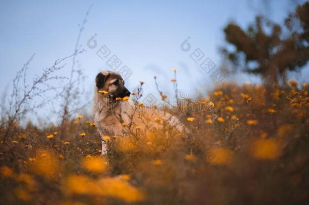 小狗西班牙的獒采用一田关于黄色的花