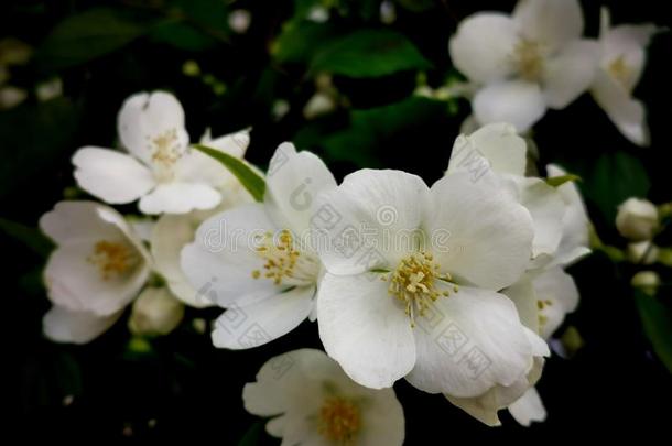 山<strong>梅花冠状动脉</strong>的,甜的愚弄-桔子,英语水木,flores花