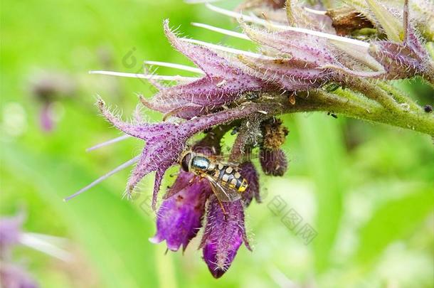 盘旋飞行向一紫色的紫草科植物花向一绿色的焦外成像b一ckground.