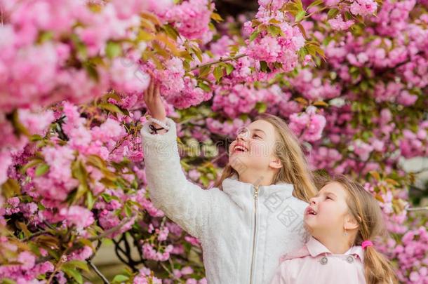 植物学观念.花软的粉红色的云.孩子们享有暖和的speciality专业