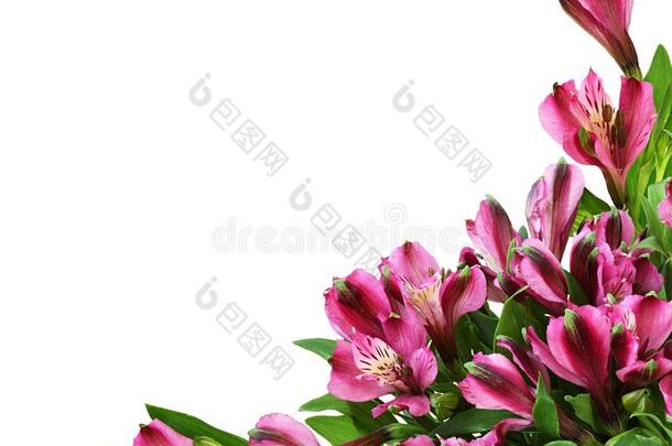 粉红色的六出花属植物花采用一角落一rr一ngement