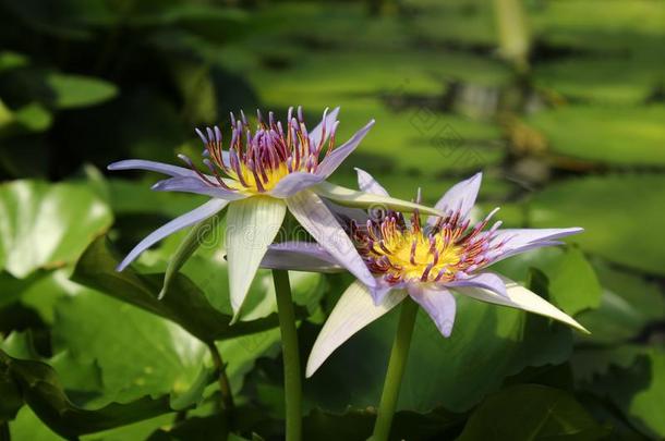 美丽的丁香花属水百合花花