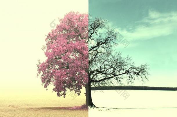 混合的不同的侧关于树和替<strong>换季</strong>从冬