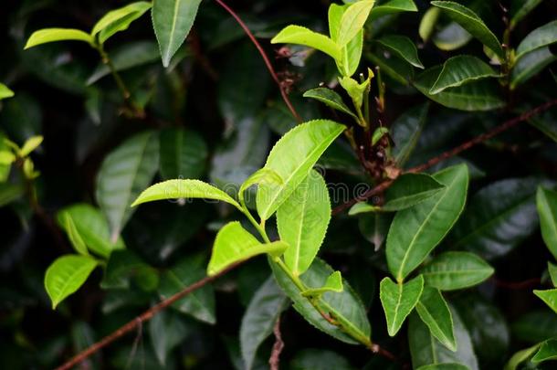 成熟的茶水树灌木和茶水芽