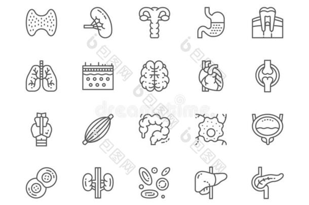 放置关于人机构线条偶像.脾,胃,肺,脑,英语字母表的第8个字母