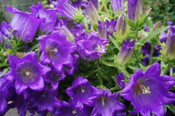 手机铃音或风铃草属植物-紫色的花.花园花床.